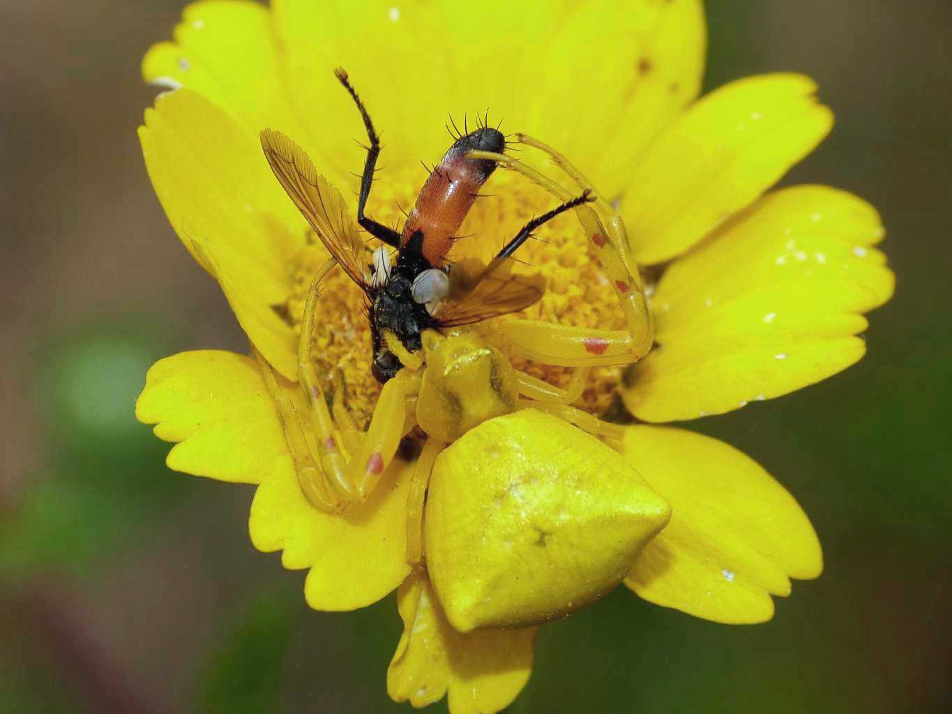 Cylindromyia sp.